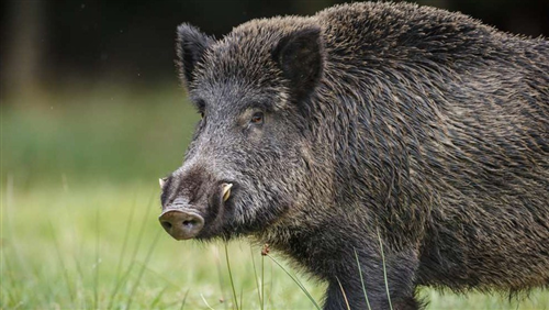 Attività di sorveglianza attiva per la ricerca delle carcasse di cinghiale